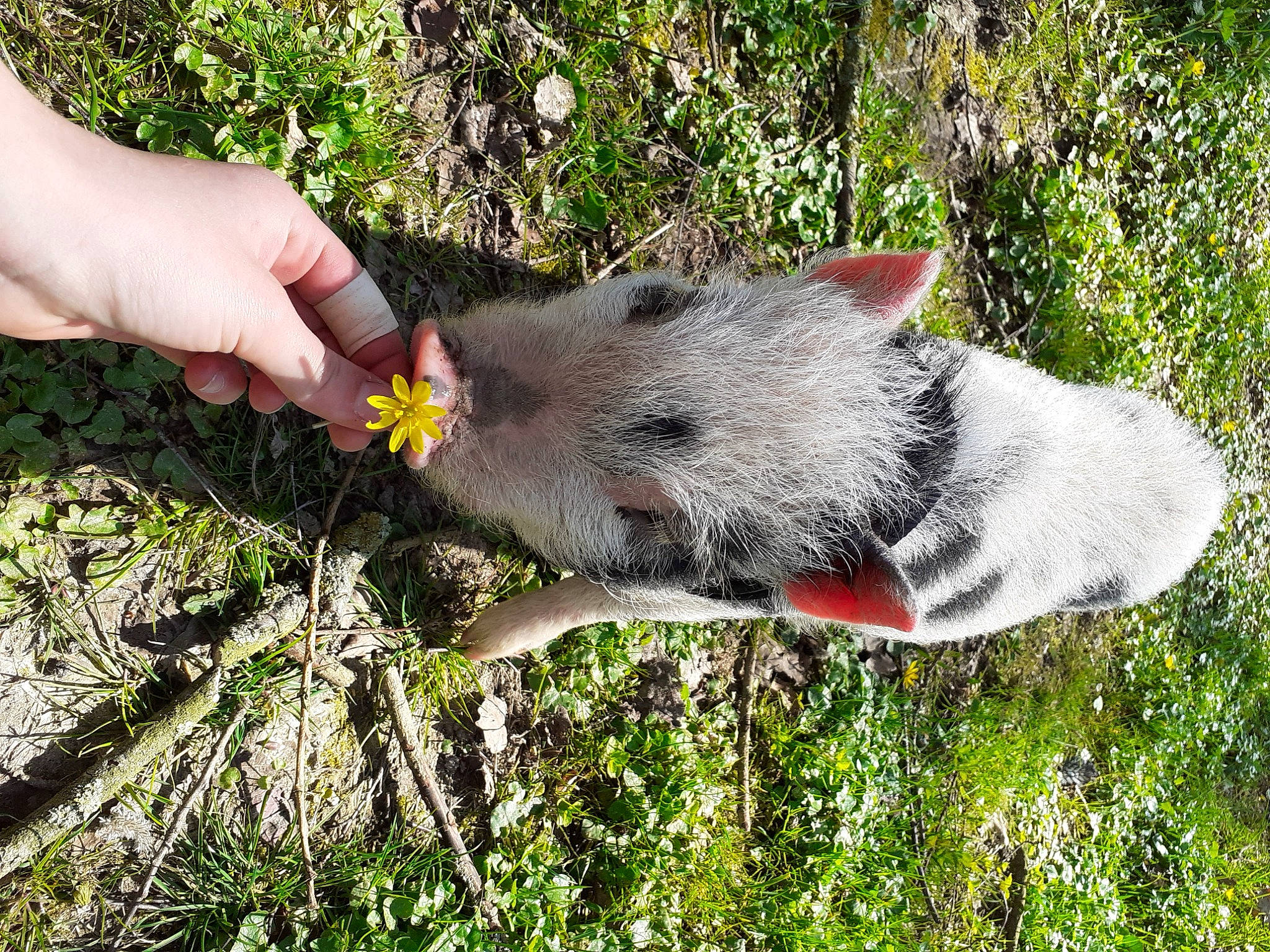Maurice participe au concours pour gagner de l'argent avec cette photo : hand, plant, snout