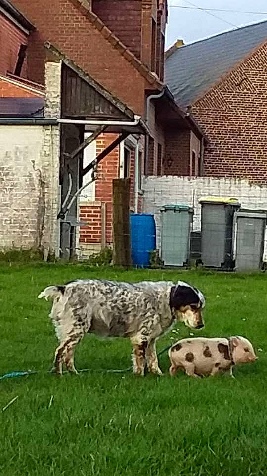 Maurice participe au concours pour gagner de l'argent avec cette photo : canidae, carnivore, dog, dog_breed, english_setter, mammal, sporting_group, vertebrate