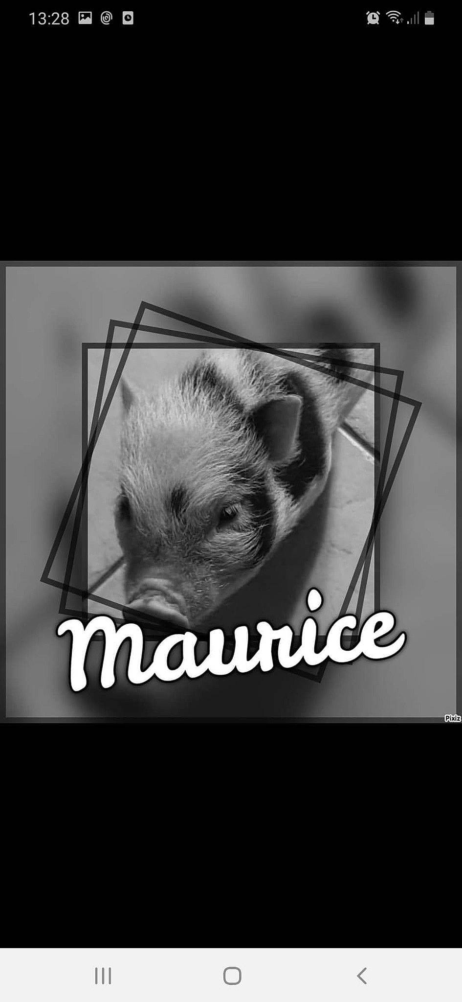 Maurice a rejoint le concours — aidez-le/la à gagner de superbes lots ! black_and_white, cairn_terrier, canidae, photo_caption, photography, puppy, snout, stock_photography, style, west_highland_white_terrier