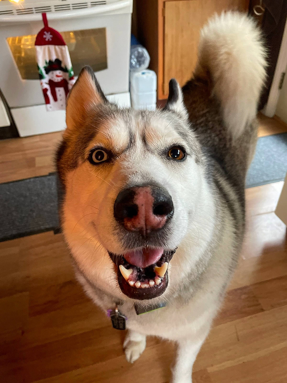 Storm joined the competition — help win amazing prizes! carnivore, collar, companion_dog, dog, dog_breed, fawn, flooring, foot, fur, hardwood, jaw, sled_dog, snout, sporting_group, tail, varnish, whiskers, wood, working_animal, working_dog