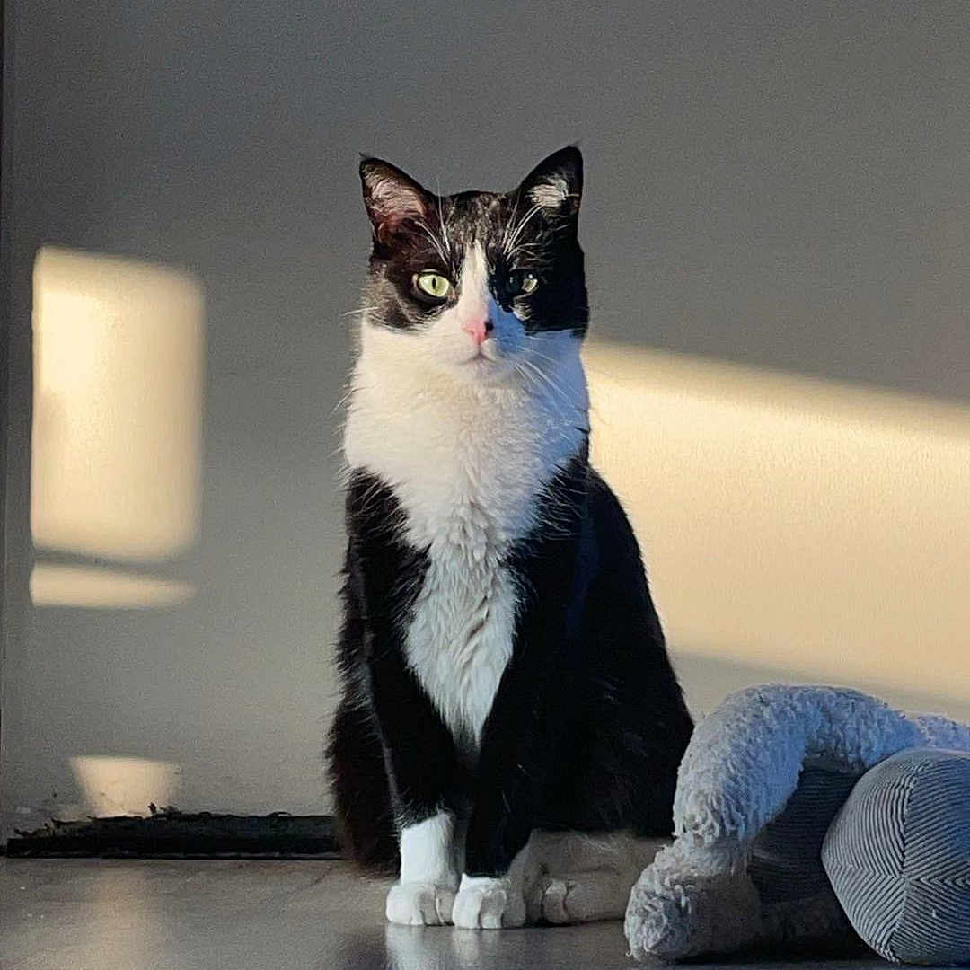 Uber a rejoint le concours — aidez-le/la à gagner de superbes lots ! abyssinian, angora, animal, blanket, cat, couch, document, egyptiancat, furniture, hardwood, indoors, interiordesign, kitten, manx, pet, receipt, stainedwood, text, toy, wood