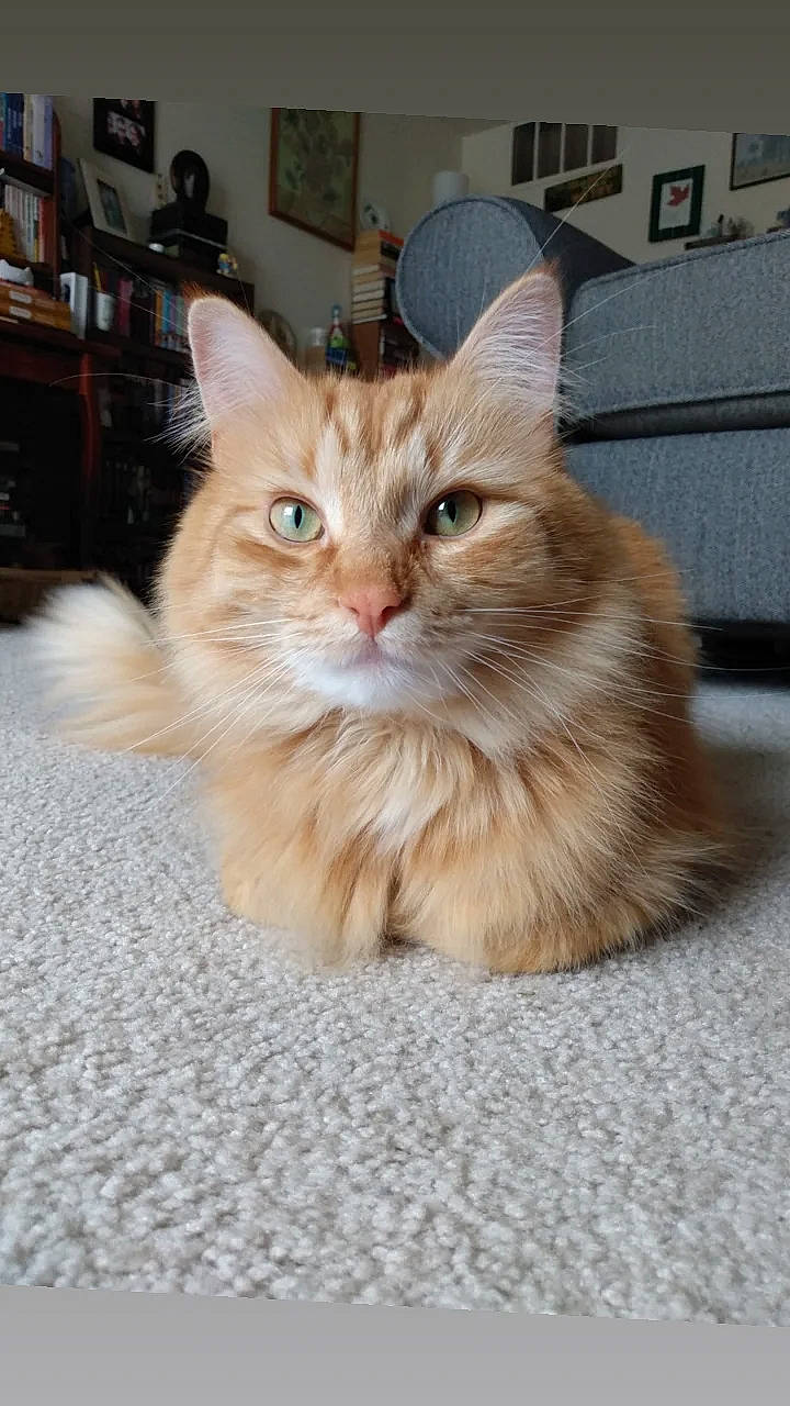 Felix joined the competition — help win amazing prizes! carnivore, cat, claw, domestic_short_haired_cat, eye, fawn, felidae, flooring, fur, hardwood, paw, picture_frame, shelf, sitting, small_to_medium_sized_cats, snout, tail, whiskers, window, wood