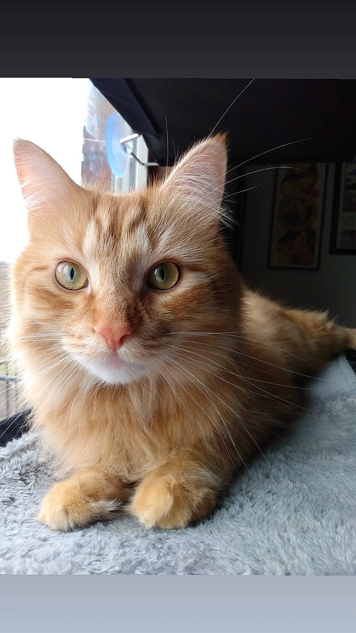 Felix is registered to the contest to win money with this photo: carnivore, cat, claw, domestic_short_haired_cat, fawn, felidae, fur, paw, sitting, small_to_medium_sized_cats, snout, tail, terrestrial_animal, whiskers, window, wood