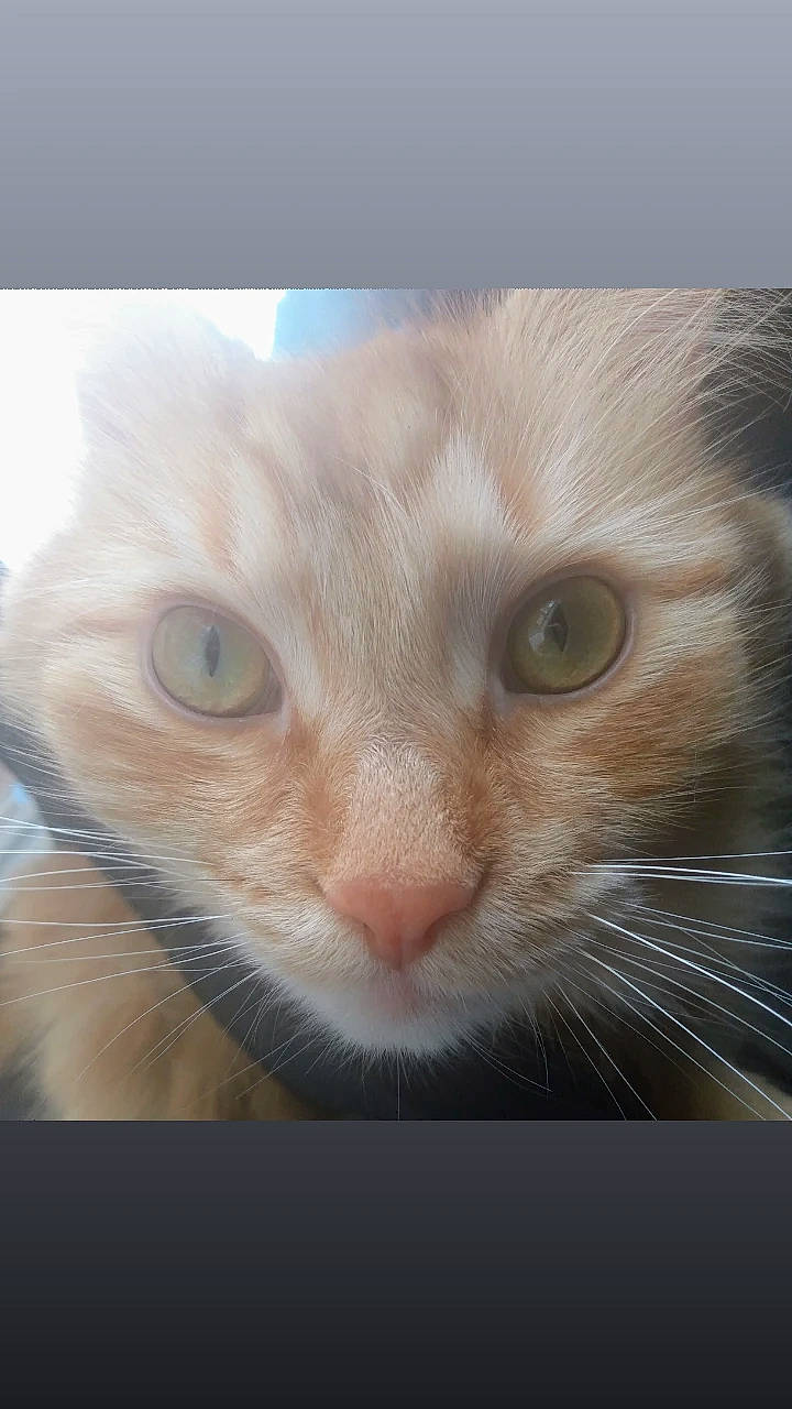 Felix is registered to the contest to win money with this photo: carnivore, cat, comfort, domestic_short_haired_cat, ear, eye, eyelash, fawn, felidae, fur, hair, head, human_body, paw, photo_caption, small_to_medium_sized_cats, snout, whiskers