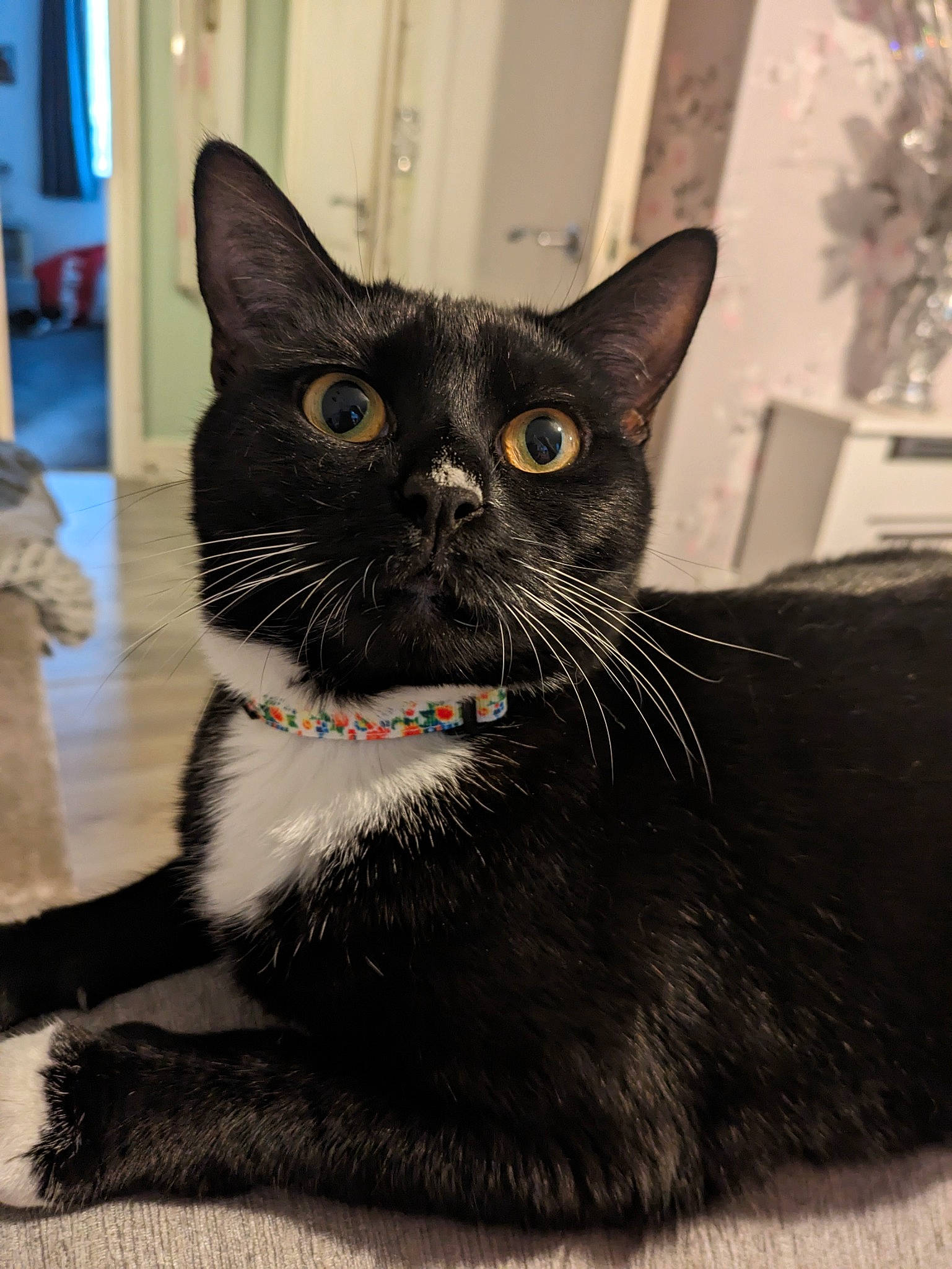 Gracie joined the competition — help win amazing prizes! black_cat, bombay, carnivore, cat, cat_furniture, collar, comfort, domestic_short_haired_cat, felidae, fur, pet_supply, small_to_medium_sized_cats, snout, tail, terrestrial_animal, whiskers