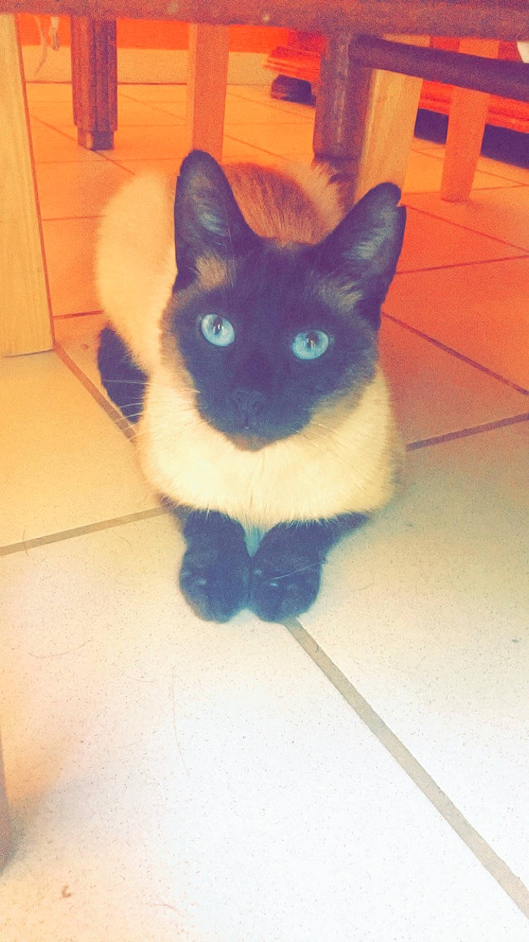 Mamba a rejoint le concours — aidez-le/la à gagner de superbes lots ! black_cat, carnivore, cat, domestic_short_haired_cat, ear, eye, felidae, floor, fur, head, kitten, mammal, ojos_azules, organ, siamese, skin, small_to_medium_sized_cats, tail, thai, whiskers