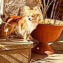 dog, small_dog, long_hair, outdoor, sunlight, shadow, terracotta_pot, concrete_step, plant, wall, texture, pet, animal, side_view, daylight, nature, fur, quiet, calm, curious