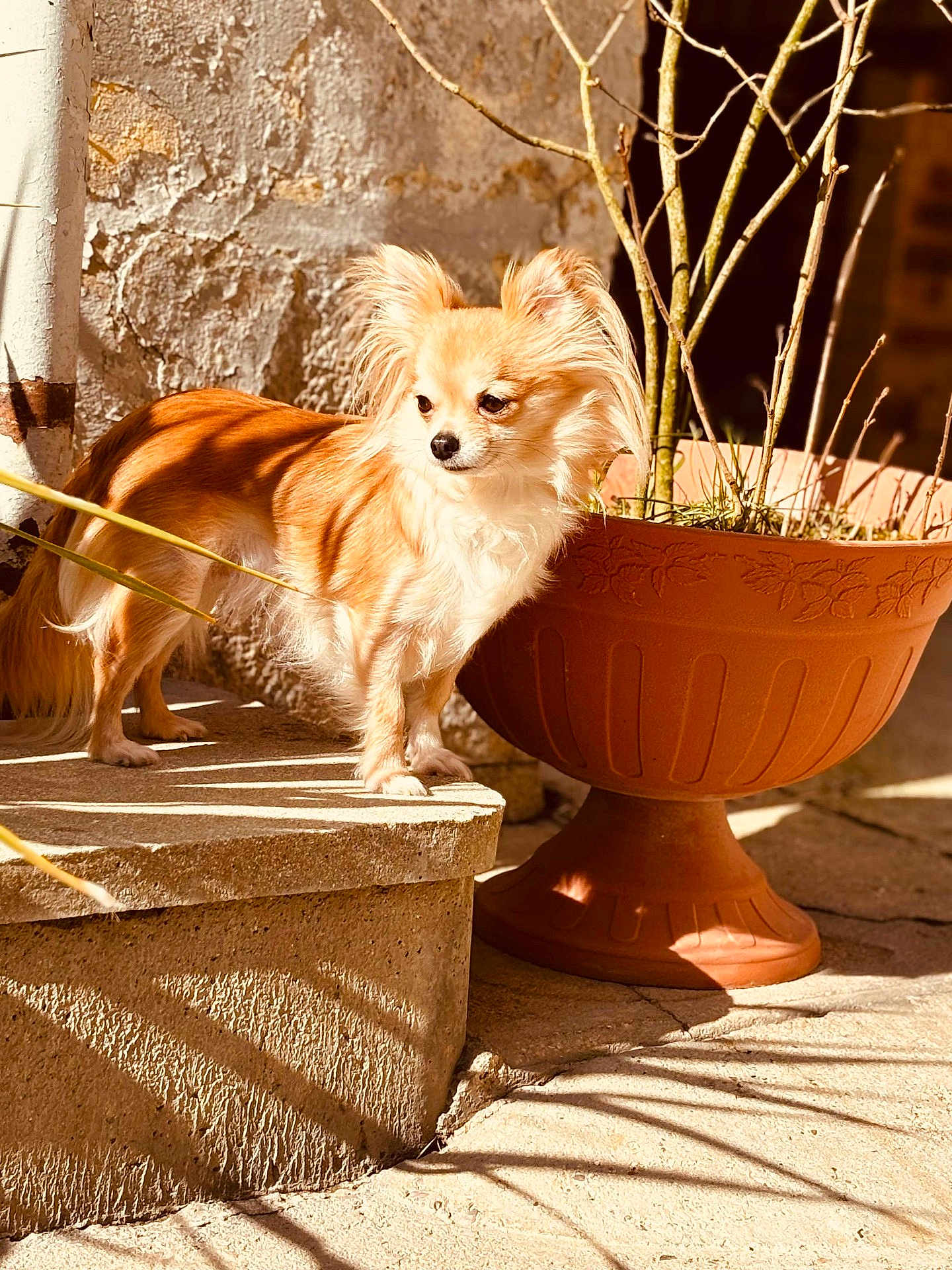 Lili a rejoint le concours — aidez-le/la à gagner de superbes lots ! dog, small_dog, long_hair, outdoor, sunlight, shadow, terracotta_pot, concrete_step, plant, wall, texture, pet, animal, side_view, daylight, nature, fur, quiet, calm, curious