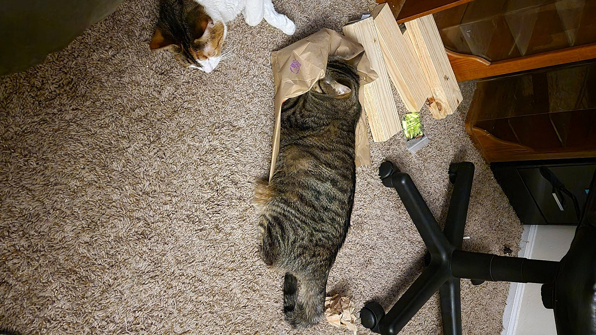 Joey is registered to the contest to win money with this photo: carnivore, cat, claw, domestic_short_haired_cat, felidae, flooring, fur, mammal, metal, paw, shadow, small_to_medium_sized_cats, snout, tail, terrestrial_animal, vertebrate, whiskers, wood