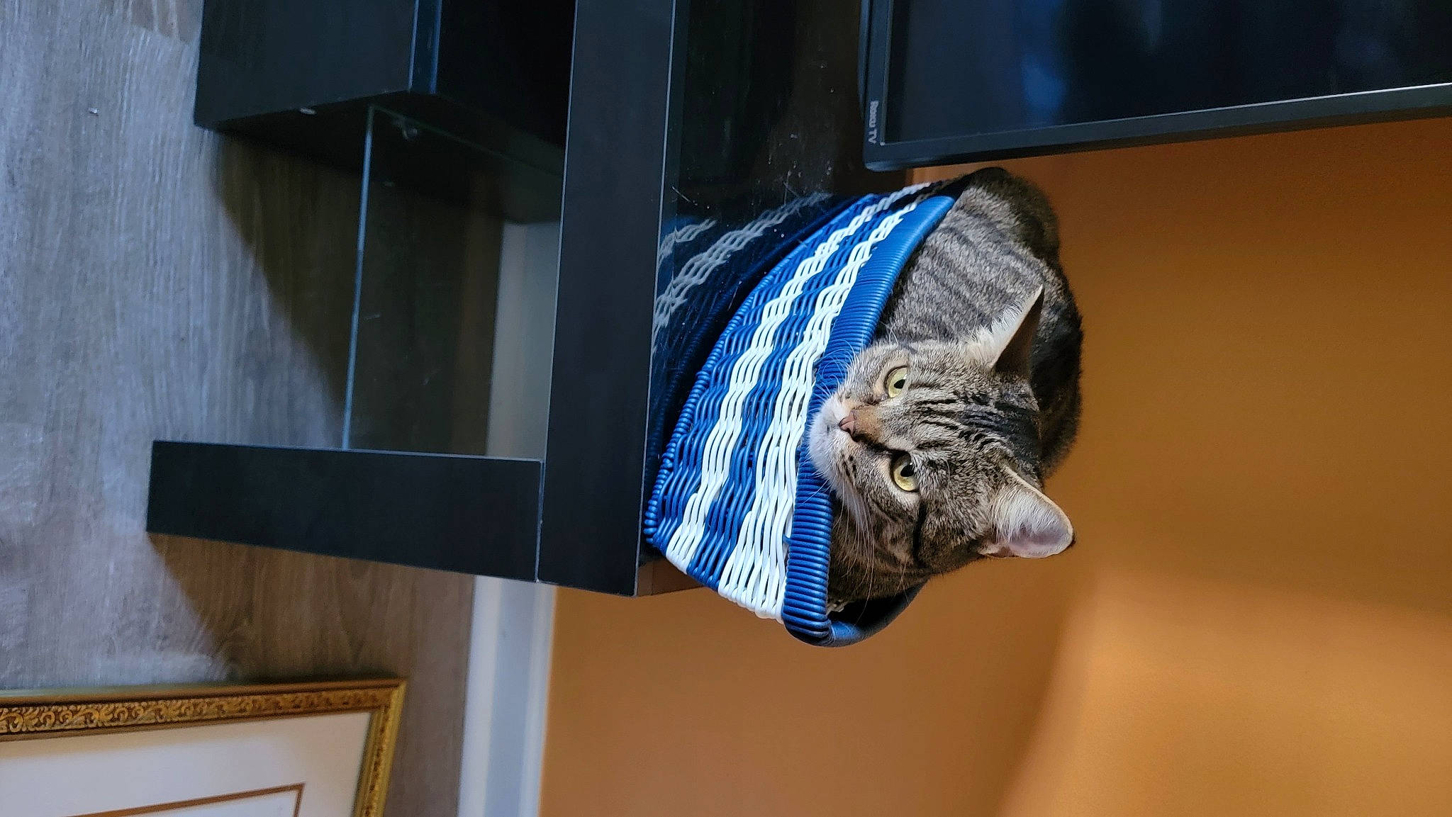 Joey is registered to the contest to win money with this photo: art, door_handle, electric_blue, felidae, fur, hardwood, pattern, pug, room, sculpture, small_to_medium_sized_cats, sporting_group, statue, tail, terrestrial_animal, visual_arts, window, wood, wrinkle