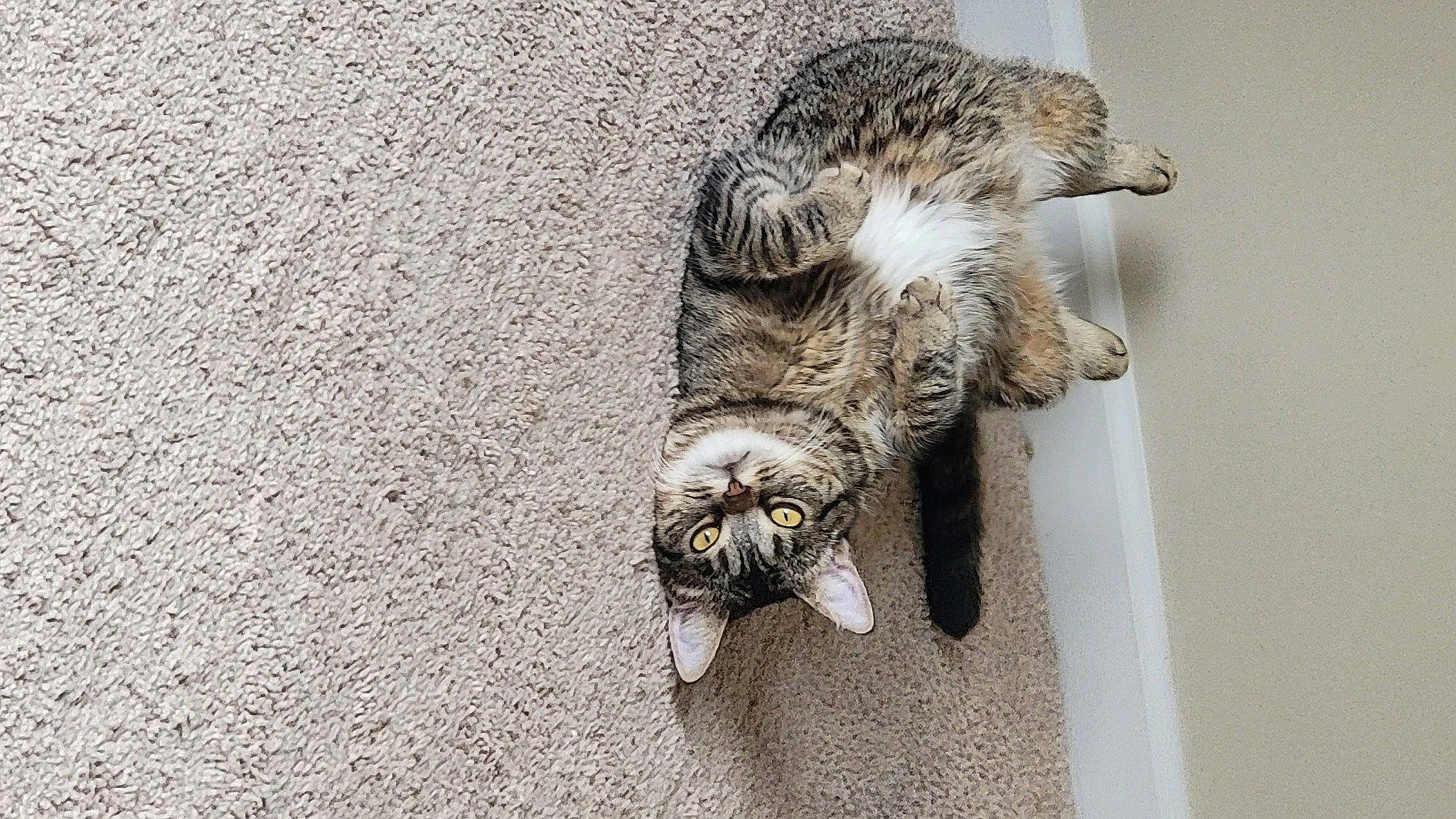 Joey joined the competition — help win amazing prizes! asphalt, canidae, carnivore, cat, claw, domestic_short_haired_cat, felidae, flooring, fur, grey, paw, road_surface, small_to_medium_sized_cats, snout, sporting_group, tail, terrestrial_animal, whiskers, wildlife, wood