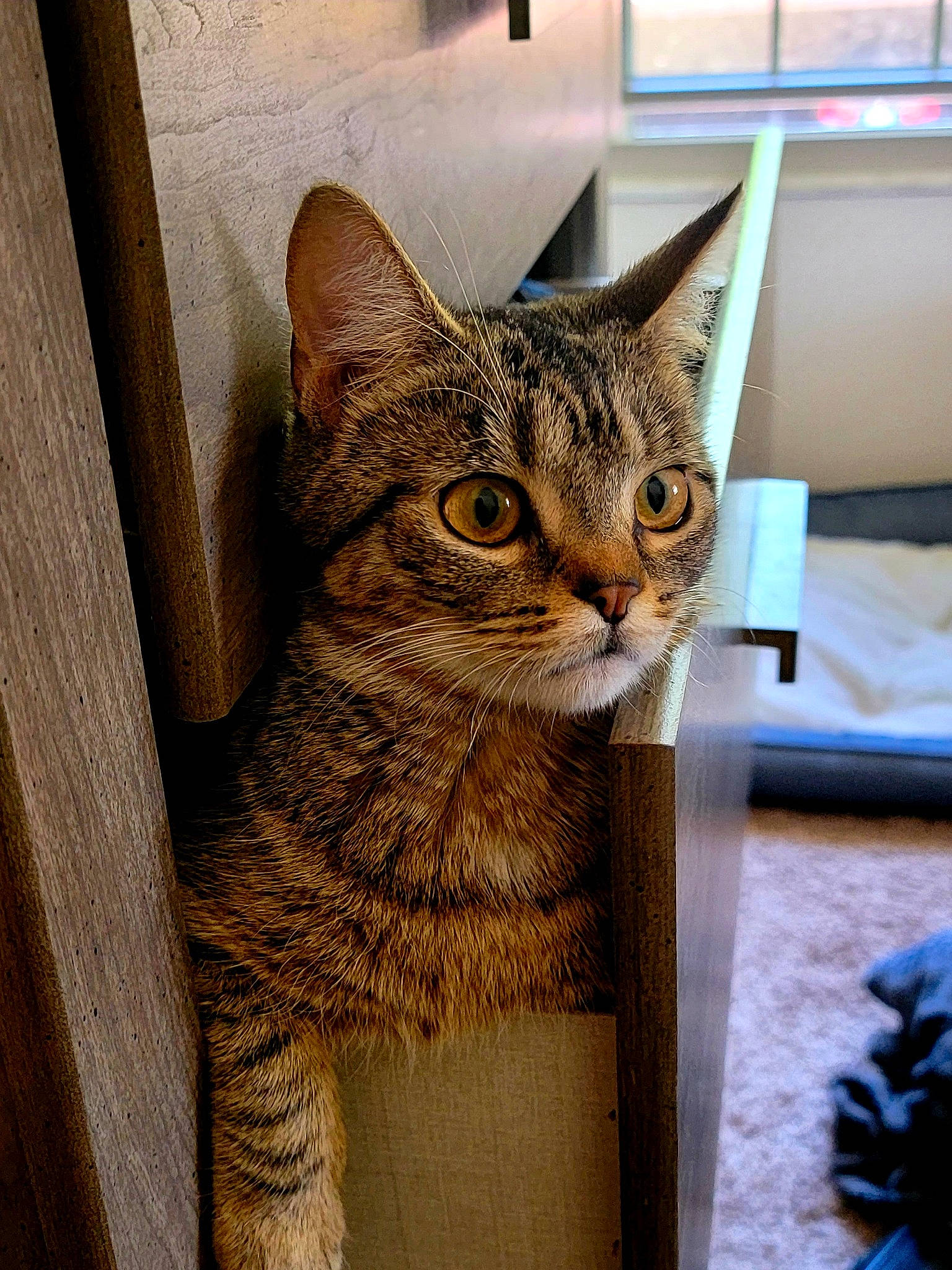 Joey is registered to the contest to win money with this photo: carnivore, cat, cat_supply, domestic_short_haired_cat, door, felidae, fur, small_to_medium_sized_cats, snout, terrestrial_animal, whiskers, wildlife, window, wood