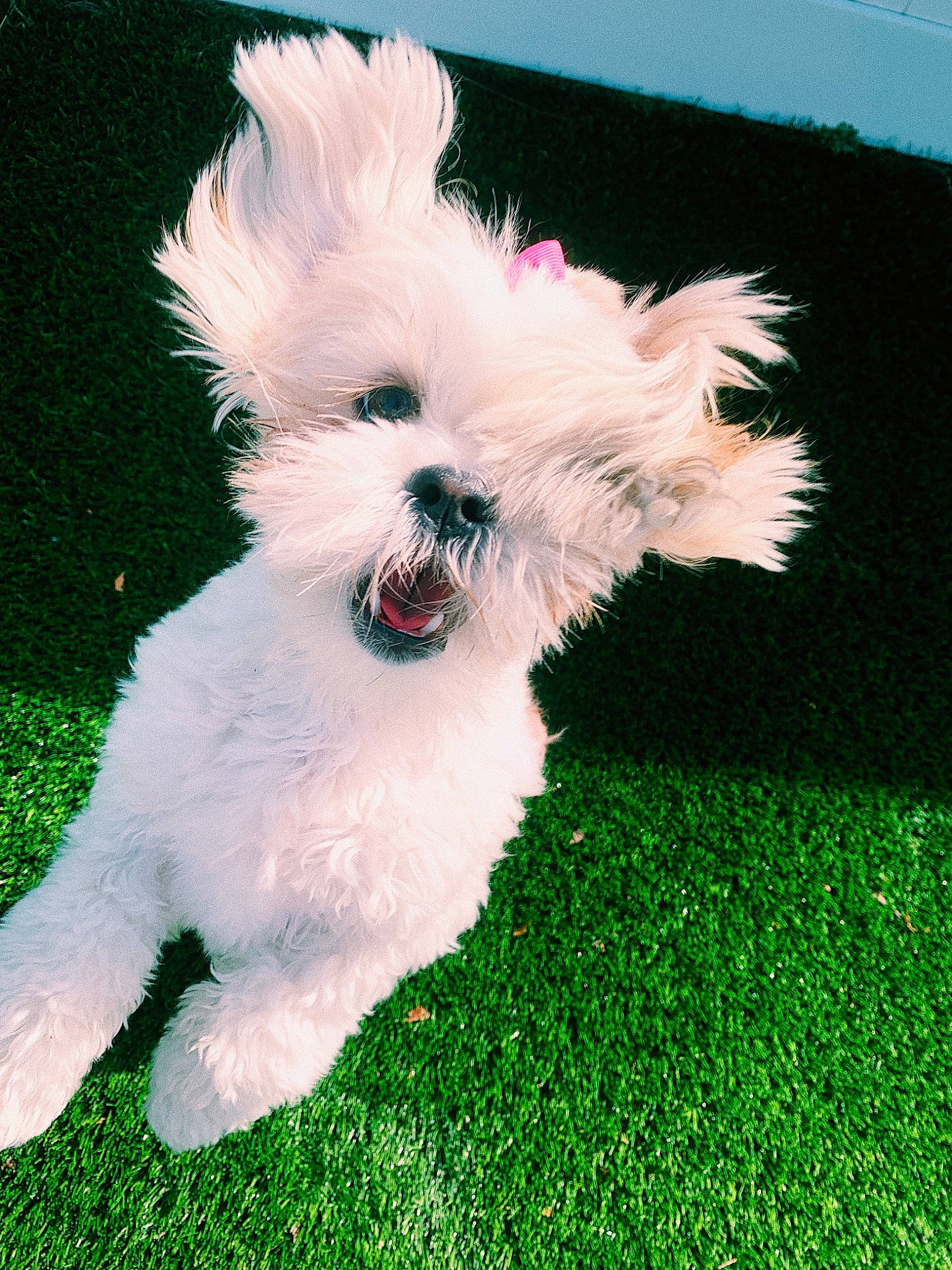 Kloe is registered to the contest to win money with this photo: canidae, carnivore, collar, companion_dog, dog, dog_breed, dog_collar, dog_supply, fawn, fur, grass, happy, plant, small_terrier, snout, sporting_group, tail, terrier, toy_dog, water_dog