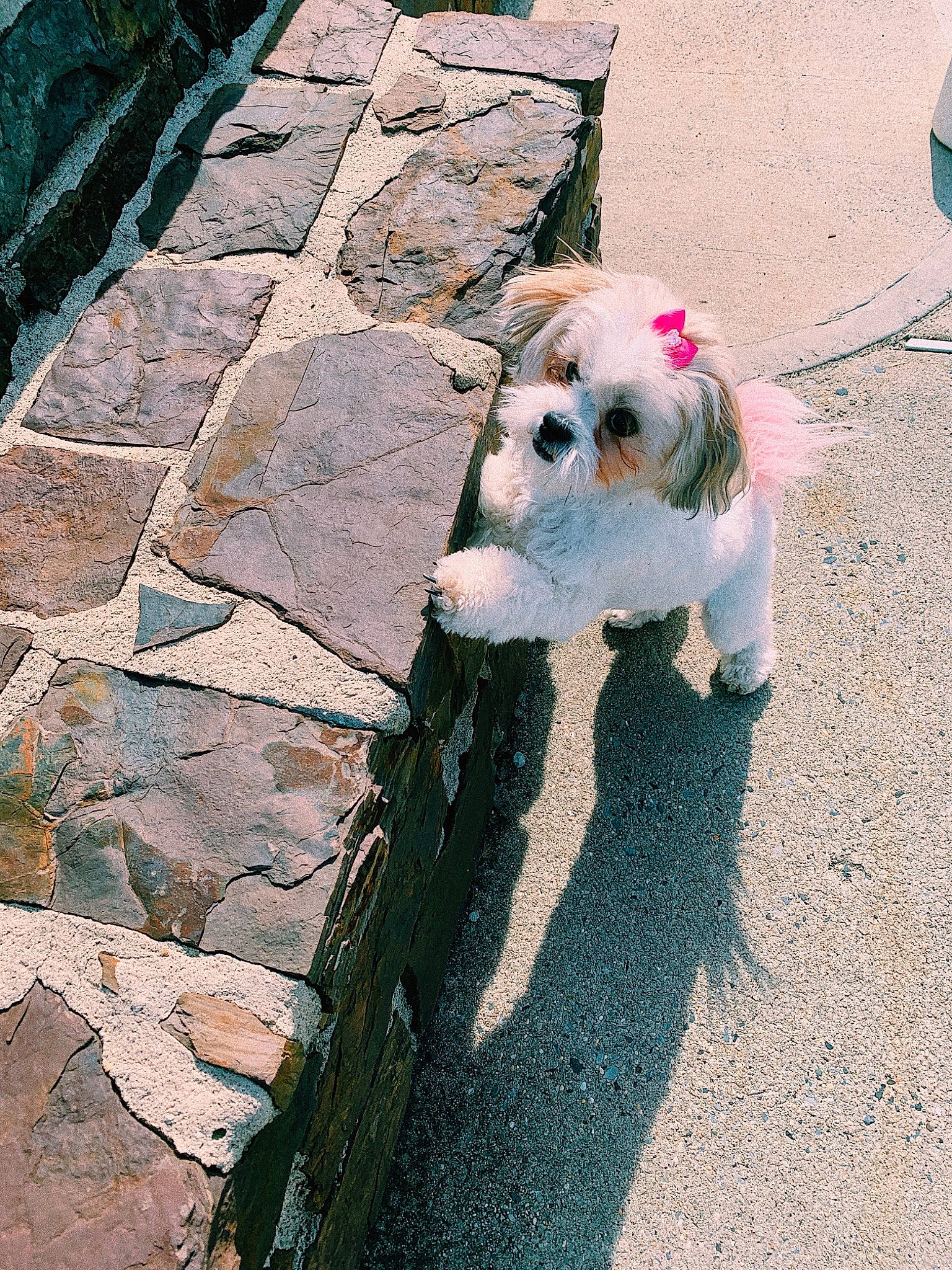 Kloe is registered to the contest to win money with this photo: asphalt, carnivore, companion_dog, dog, dog_breed, dog_clothes, dog_collar, dog_supply, eyewear, fawn, flooring, grass, leash, pet_supply, road_surface, sidewalk, small_terrier, sporting_group, terrier, toy_dog