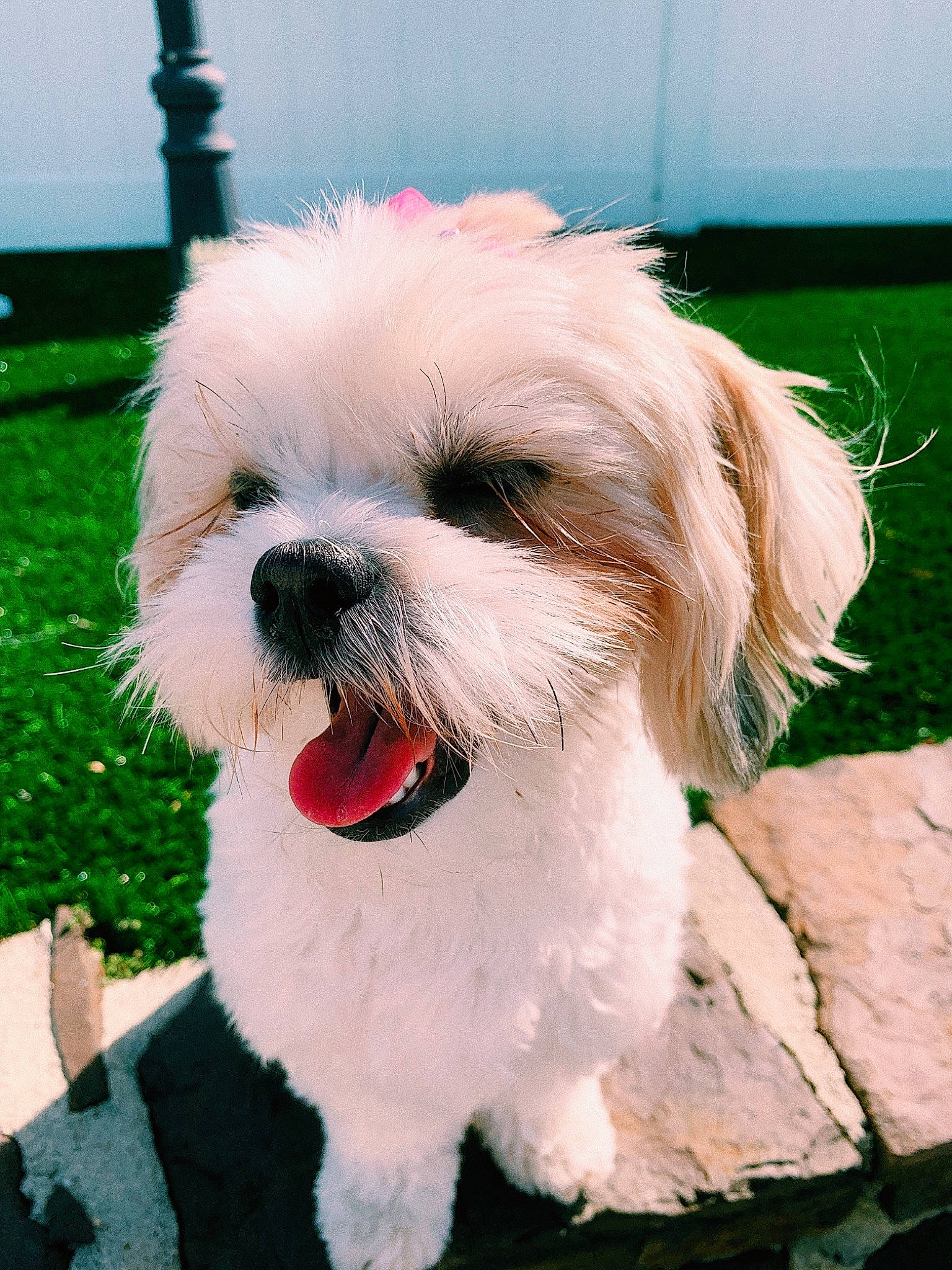 Kloe joined the competition — help win amazing prizes! canidae, carnivore, collar, companion_dog, dog, dog_breed, dog_collar, dog_supply, grass, liver, pet_supply, plant, shih_tzu, small_terrier, snout, sporting_group, tail, terrier, toy_dog, working_animal