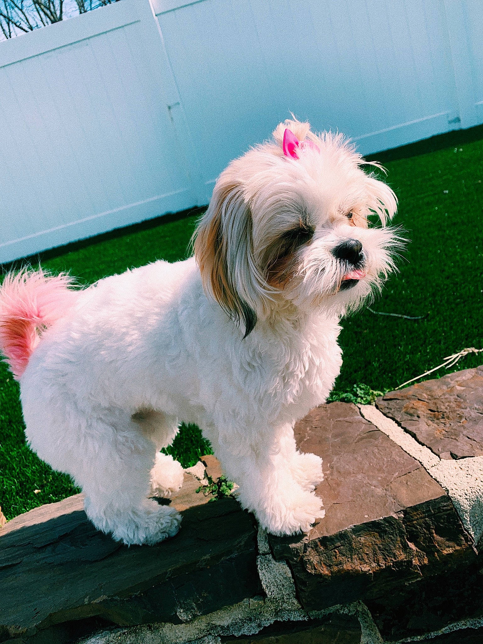 Kloe joined the competition — help win amazing prizes! canidae, carnivore, collar, companion_dog, dog, dog_breed, dog_collar, dog_supply, fur, grass, maltepoo, shih_tzu, small_terrier, snout, sporting_group, tail, terrier, toy_dog, water_dog, working_animal