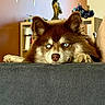 Winnie participe au concours pour gagner de l'argent avec cette photo : dog, husky, blue_eyes, pet, canine, indoors, couch, furniture, shelf, decor, animal, relaxed, brown_fur, white_fur, paw, nose, ears, living_room, home, close_up