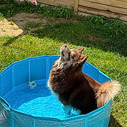 Winnie participe au concours pour gagner de l'argent avec cette photo : dog, pool, water, pet, outdoor, grass, hand, treat, blue, sunlight, fence, animal, canine, summer, play, toy, paw, fur, garden, waiting