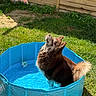 dog, pool, water, pet, outdoor, grass, hand, treat, blue, sunlight, fence, animal, canine, summer, play, toy, paw, fur, garden, waiting