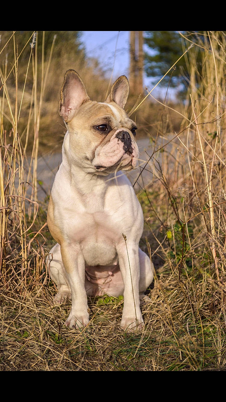 Bimbo participe au concours pour gagner de l'argent avec cette photo : american_bulldog, australian_bulldog, bulldog, canidae, carnivore, companion_dog, dog, dog_breed, fawn, french_bulldog, grass, mammal, non_sporting_group, olde_english_bulldogge, plant, rare_breed_dog, snout, sporting_group, toy_bulldog, vertebrate
