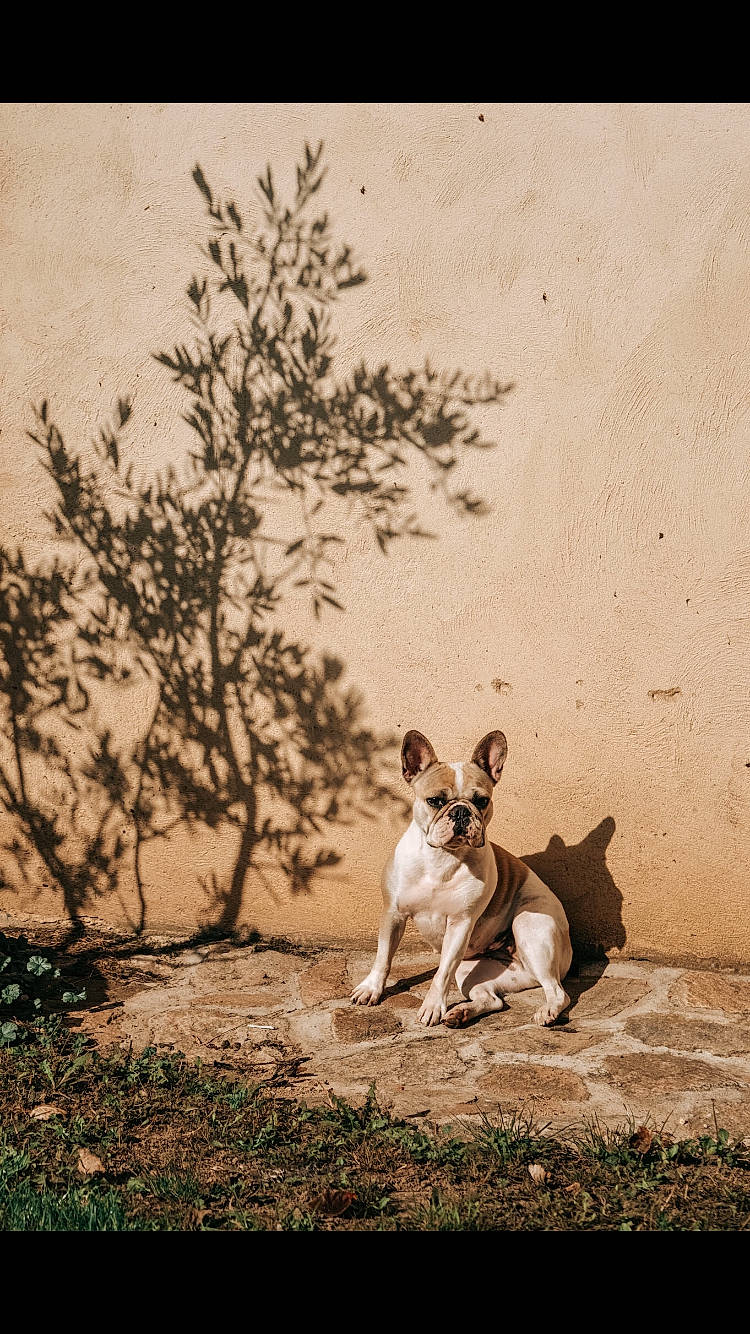 Bimbo a rejoint le concours — aidez-le/la à gagner de superbes lots ! ancient_dog_breeds, branch, canidae, carnivore, dog, dog_breed, fawn, feist, fox_terrier, grass, hunting_dog, ibizan_hound, leaf, mammal, rat_terrier, teddy_roosevelt_terrier, tenterfield_terrier, terrier, toy_fox_terrier, tree