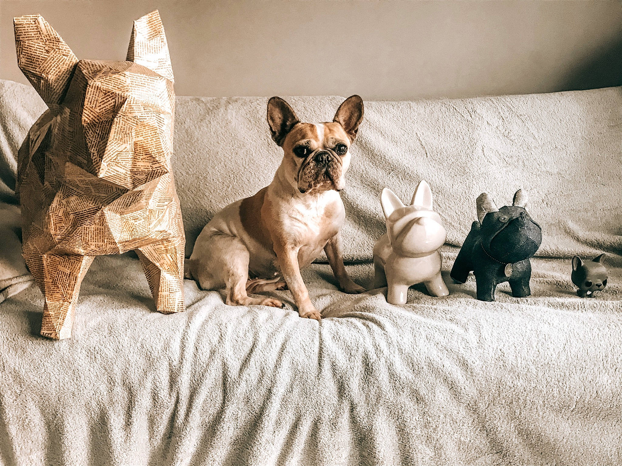 Bimbo participe au concours pour gagner de l'argent avec cette photo : canidae, carnivore, chihuahua, companion_dog, dog, dog_breed, fawn, french_bulldog, mammal, non_sporting_group, puppy, snout, toy_dog, vertebrate