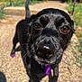 dog, close_up, black_dog, nose, snout, whiskers, brown_eyes, pet, outdoor, sunlight, pavement, collar, purple, portrait, curious, shallow_depth_of_field, tail, front_paw, grass, sidewalk