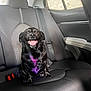 Pippi is registered to the contest to win money with this photo: dog, black_dog, purple_marking, backseat, car_interior, seatbelt, smiling, tongue_out, sitting, pet, canine, window, door_panel, headrest, upholstery, paw, portrait, happy, companion, indoor