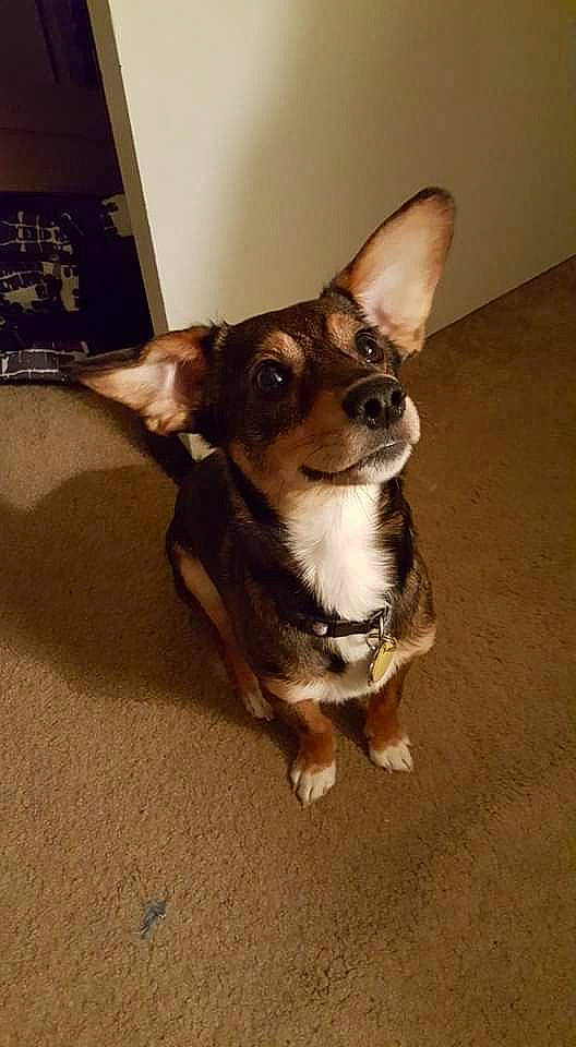 Troy joined the competition — help win amazing prizes! canidae, carnivore, chihuahua, companion_dog, corgi_chihuahua, dog, dog_breed, dog_supply, fawn, flooring, fur, paw, sporting_group, tail, terrestrial_animal, terrier, toy_dog, whiskers, wood, working_animal