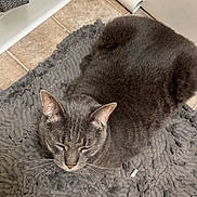 Stitch joined the competition — help win amazing prizes! cat, gray_cat, pet, feline, indoor, bath_mat, floor, tile_floor, door, resting, sleeping, whiskers, ears, fur, cozy, animal, cute, domestic_animal, quiet, relaxed