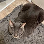 cat, gray_cat, pet, feline, indoor, bath_mat, floor, tile_floor, door, resting, sleeping, whiskers, ears, fur, cozy, animal, cute, domestic_animal, quiet, relaxed