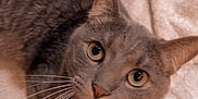Stitch joined the competition — help win amazing prizes! cat, gray_cat, tabby, pet, animal, whiskers, towel, indoor, curious, eyes, fur, face, ear, lying_down, close_up, domestic_cat, hair_tie, soft_texture, floor, cute