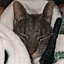 Stitch is registered to the contest to win money with this photo: cat, sleeping, blanket, cozy, fur, close_up, indoor, resting, cute, pet, animal, snuggled, soft, peaceful, domestic, mammal, face, ears, whiskers, comfort