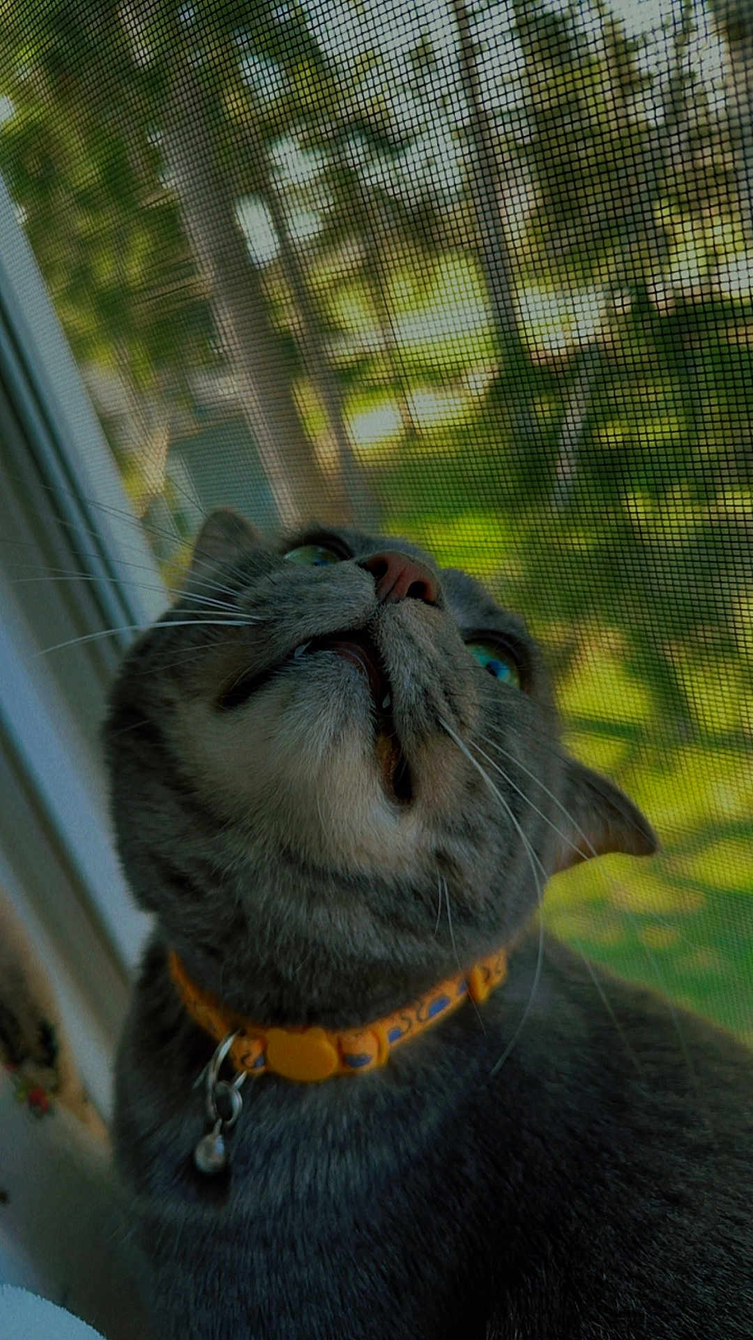 Stitch joined the competition — help win amazing prizes! cat, tabby_cat, gray_cat, collar, whiskers, window, screen, green_eyes, looking_up, pet, indoor, natural_light, closeup, feline, animal, curious, domestic_cat, house_cat, portrait, outdoor_background