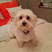 Saphir participe au concours pour gagner de l'argent avec cette photo : dog, white_dog, bedroom, blanket, pillow, stuffed_toy, window, curtain, bed, carpet, fur, collar, pet, indoor, cozy, cute, animal, home, resting, soft_toy