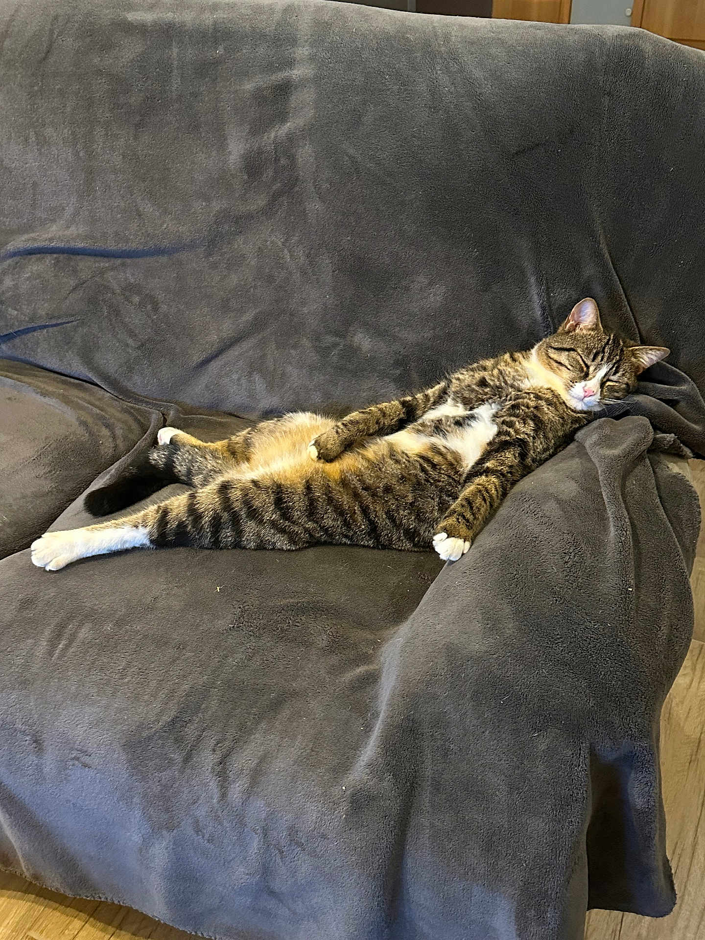Bob a rejoint le concours — aidez-le/la à gagner de superbes lots ! cat, tabby, sleeping, couch, furniture, indoor, pet, relaxed, cozy, home, animal, fur, whiskers, paws, resting, gray, soft, domestic, mammal, comfortable