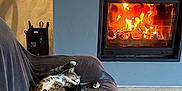Bob participe au concours pour gagner de l'argent avec cette photo : cat, tabby_cat, couch, fireplace, fire, indoor, relaxation, sleeping, stretching, cozy, home, wood_floor, pet, feline, living_room, warm, comfort, resting, fur, paw
