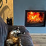 cat, tabby_cat, couch, fireplace, fire, indoor, relaxation, sleeping, stretching, cozy, home, wood_floor, pet, feline, living_room, warm, comfort, resting, fur, paw