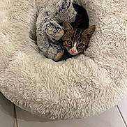 Bob participe au concours pour gagner de l'argent avec cette photo : kitten, cat, tabby, pet_bed, stuffed_animal, plush_toy, cozy, indoor, floor, tile, cute, fur, animal, pet, snuggling, resting, comfort, soft, small, young