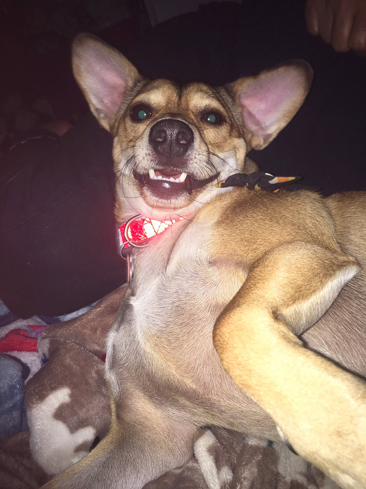 Chewbacca The Chi-weenie