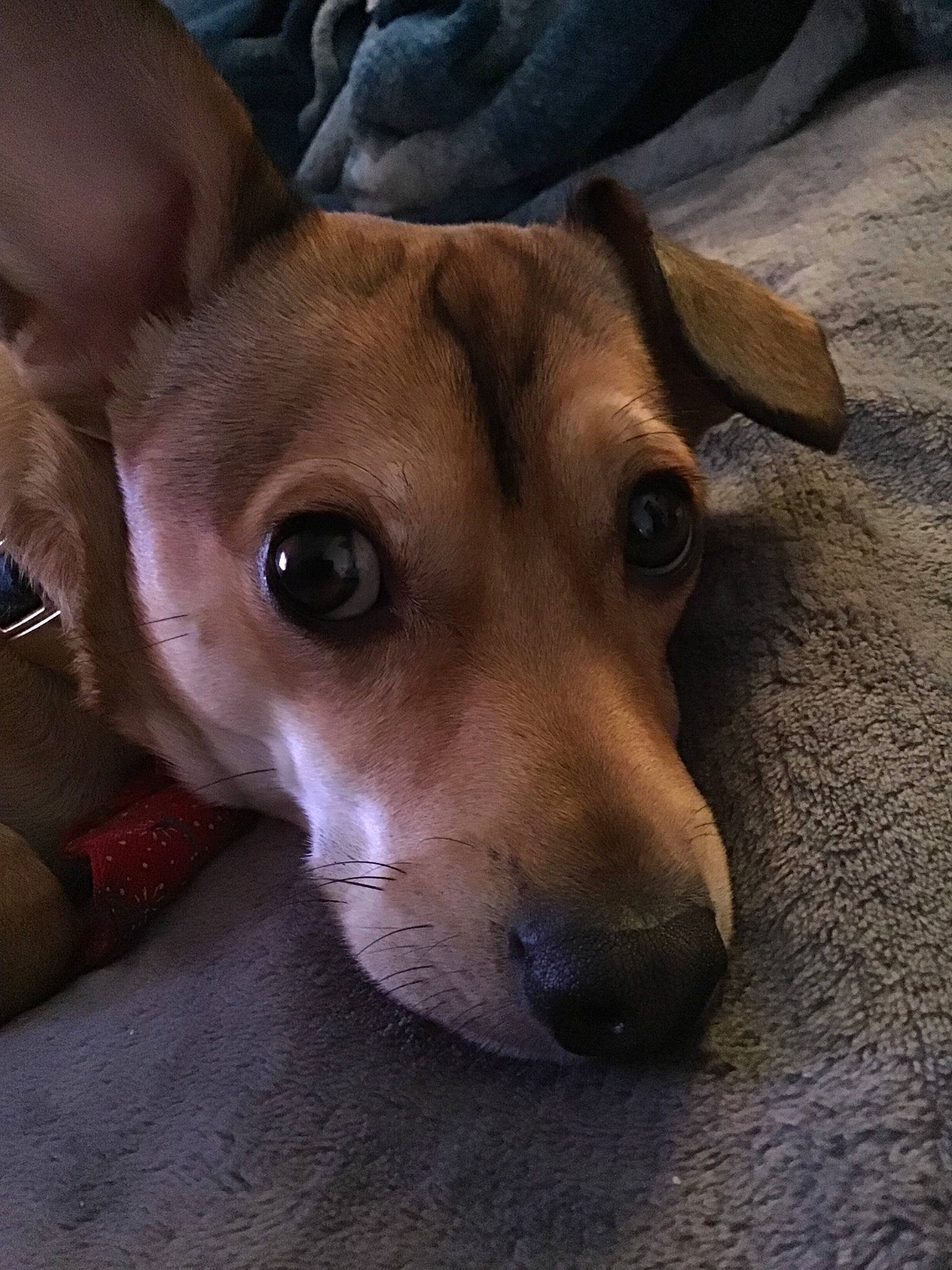 Chewbacca The Chi-weenie joined the competition — help win amazing prizes! ancient_dog_breeds, canidae, carnivore, companion_dog, dog, dog_breed, ear, fawn, fur, hunting_dog, irishjacks, non_sporting_group, puppy, snout, sporting_group, whiskers, working_animal