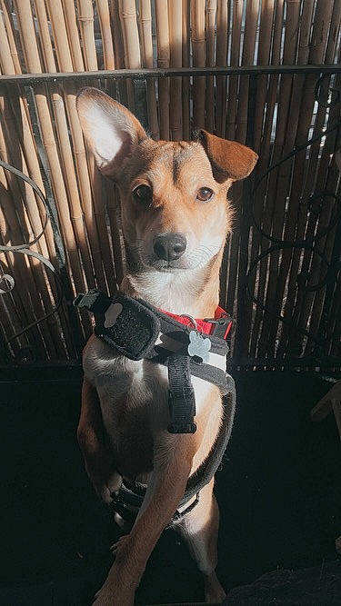 Chewbacca The Chi-weenie is registered to the contest to win money with this photo: adventure, canidae, carnivore, collar, companion_dog, dog, dog_breed, dog_clothes, dog_collar, dog_supply, fawn, fence, fur, leash, pet_supply, snout, sporting_group, toy_dog, whiskers, working_animal