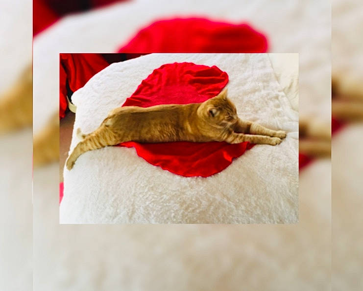 Murphy Mcmuffins is registered to the contest to win money with this photo: carmine, comfort_food, coquelicot, cuisine, dish, fashion_accessory, feather, font, fur, ingredient, linens, natural_material, paper, paper_product, petal, rectangle, seafood, textile, twig, wood