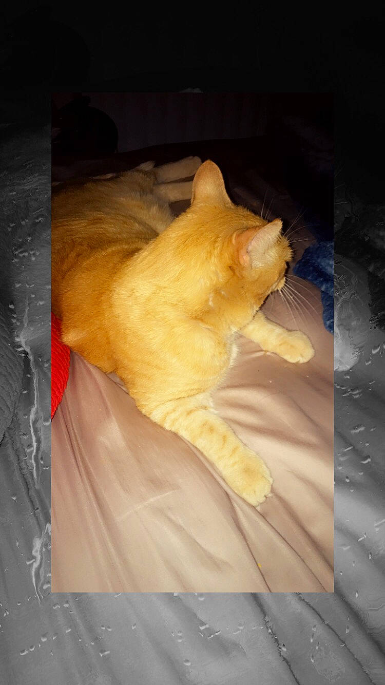 Murphy Mcmuffins is registered to the contest to win money with this photo: bed, carnivore, cat, claw, comfort, domestic_short_haired_cat, fawn, felidae, fur, lap, linens, nap, paw, room, sleep, small_to_medium_sized_cats, snout, tail, whiskers, wood