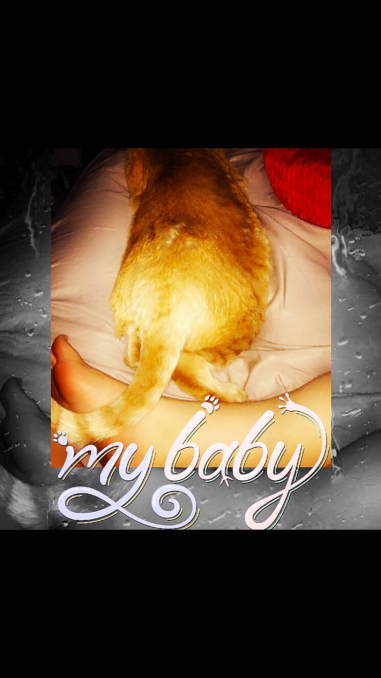 Murphy Mcmuffins is registered to the contest to win money with this photo: advertising, book_cover, darkness, felidae, fiction, fictional_character, flash_photography, flesh, font, fur, graphic_design, graphics, heat, illustration, movie, photo_caption, poster, sky, whiskers, window