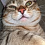 Link is registered to the contest to win money with this photo: cat, tabby, close_up, paw, whiskers, pink_nose, curious, indoor, pet, feline, fur, ears, face, animal, portrait, looking_up, cute, mammal, domestic_cat, tabby_stripes