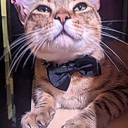 Link is registered to the contest to win money with this photo: cat, tabby, bow_tie, pet, close_up, whiskers, feline, paws, fur, portrait, indoor, animal, cute, domestic_cat, looking_up, striped, mammal, relaxed, nose, ears