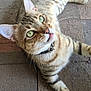 Link joined the competition — help win amazing prizes! cat, tabby_cat, green_eyes, tongue_out, collar, pet, fur, whiskers, playful, curious, brick_floor, outdoor, animal, cute, domestic_cat, lying_down, close_up, striped, small_flowers, paws
