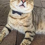 cat, tabby, bow_tie, green_eyes, whiskers, fur, pet, animal, close_up, portrait, cute, curious, outdoor, brick_floor, paws, striped, mammal, domestic_cat, relaxed, alert