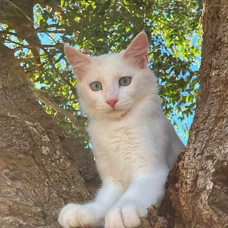 Noodles is registered to the contest to win money with this photo: abyssinian, angora, animal, cat, kitten, land, manx, nature, oak, outdoors, pet, plant, rock, siamese, sycamore, tree, treetrunk, vegetation, wood, woodland
